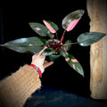 Philodendron Pink Princess 4” Pot