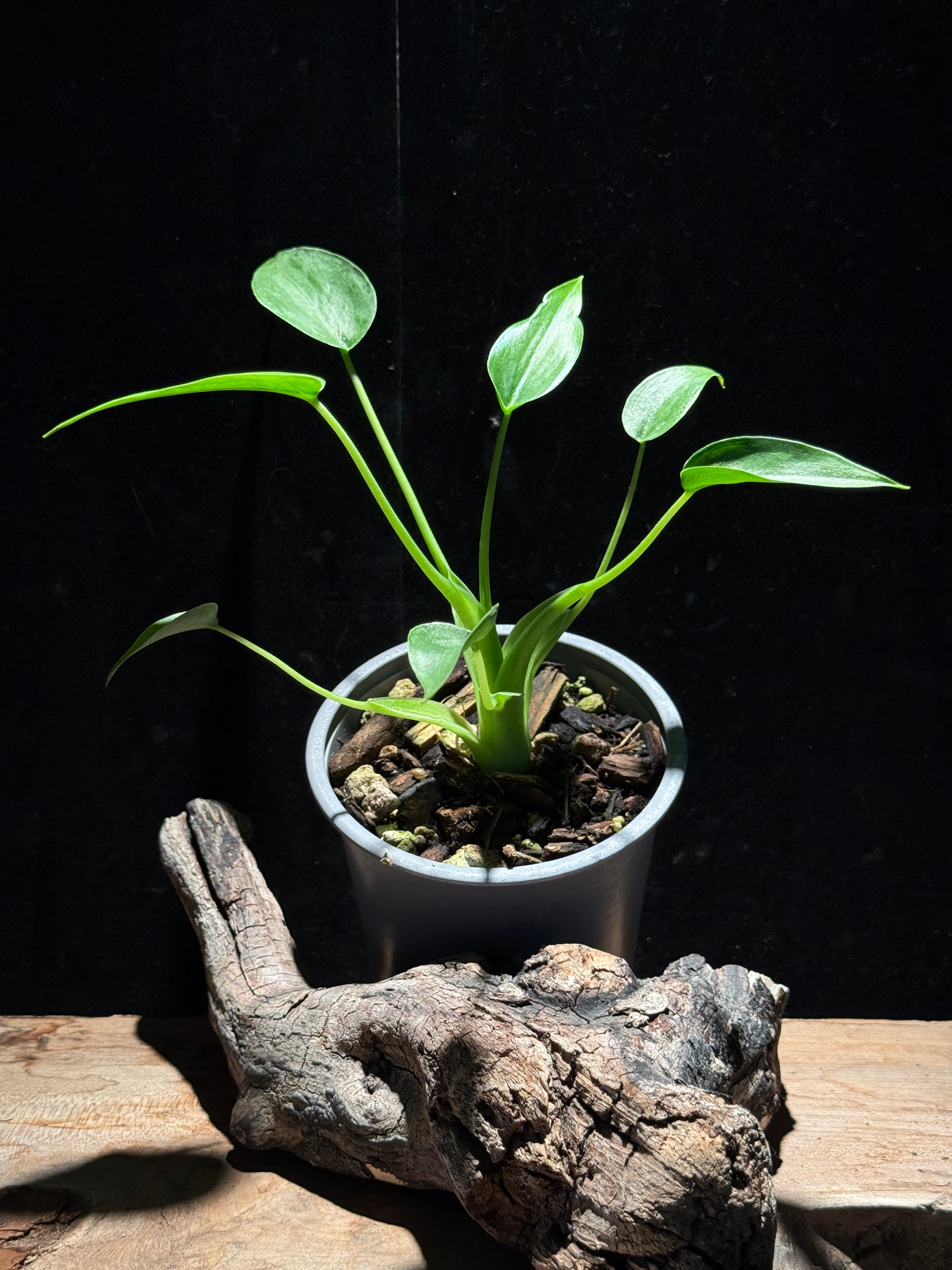 Alocasia ‘Tiny Dancer’ – Compact, Sculptural Houseplant