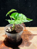 Syngonium ‘Mojito