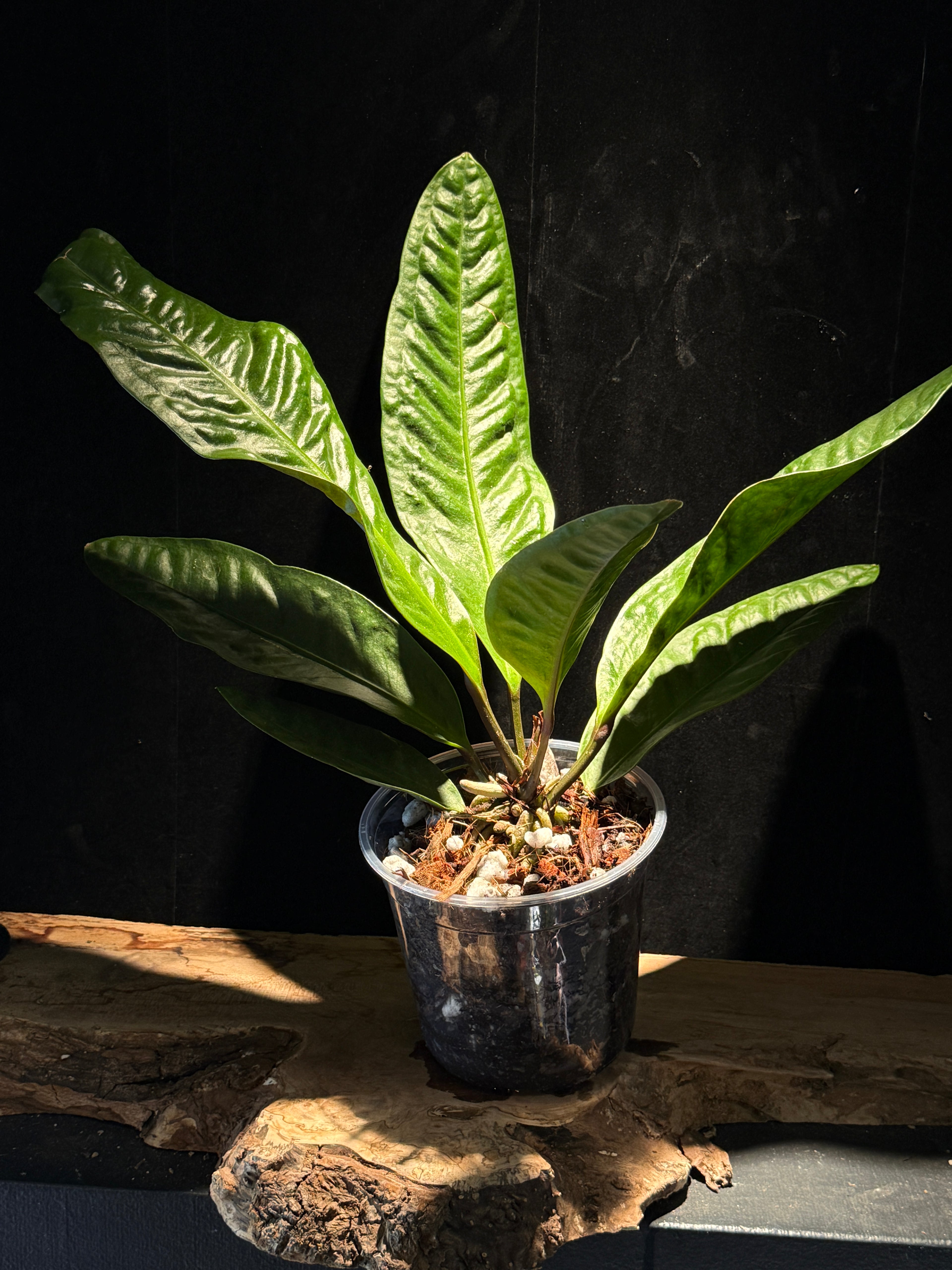 Anthurium superbum – Bird’s Nest Anthurium