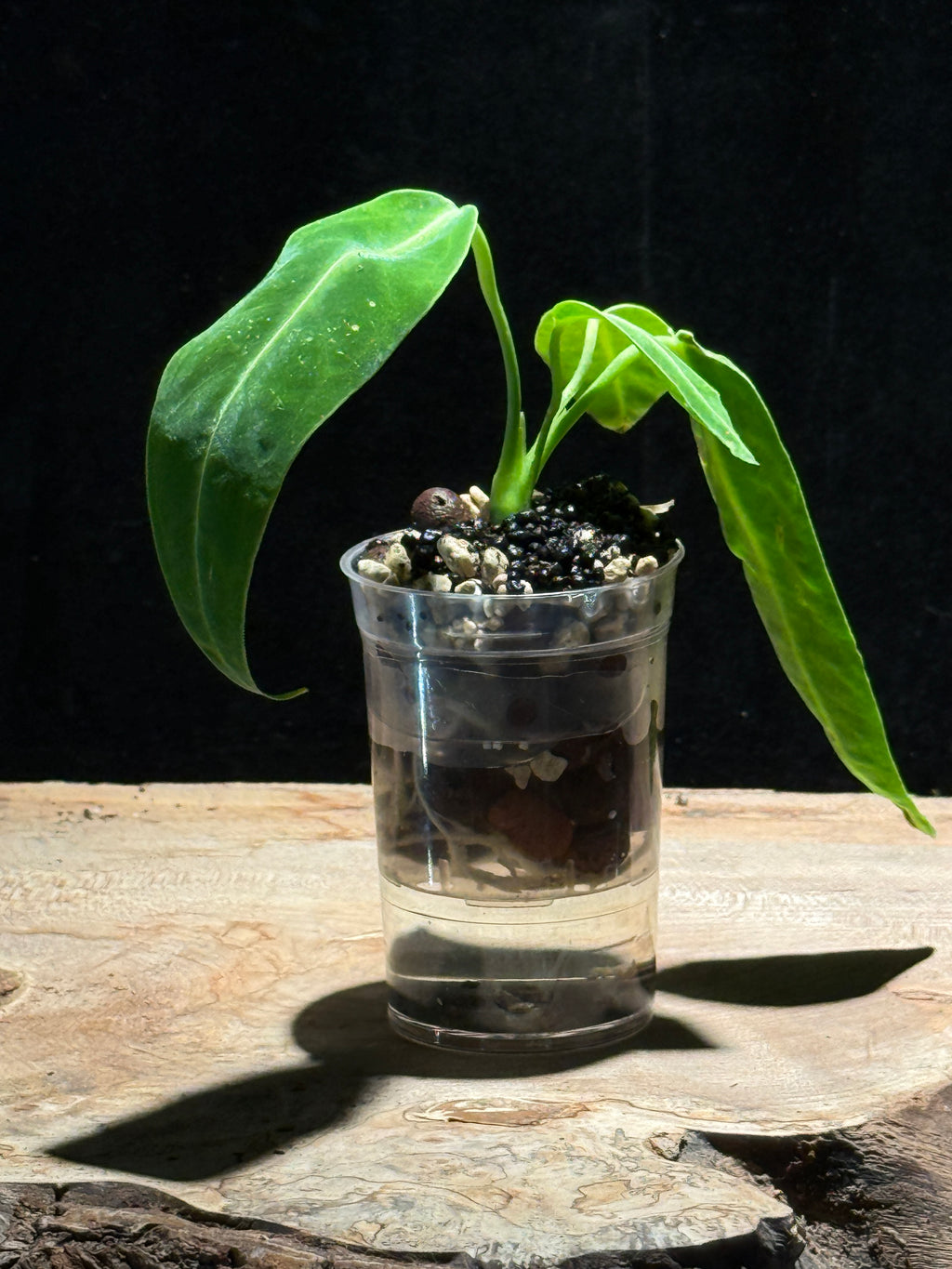Queen Anthurium | Anthurium warocqueanum