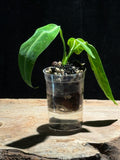 Queen Anthurium | Anthurium warocqueanum