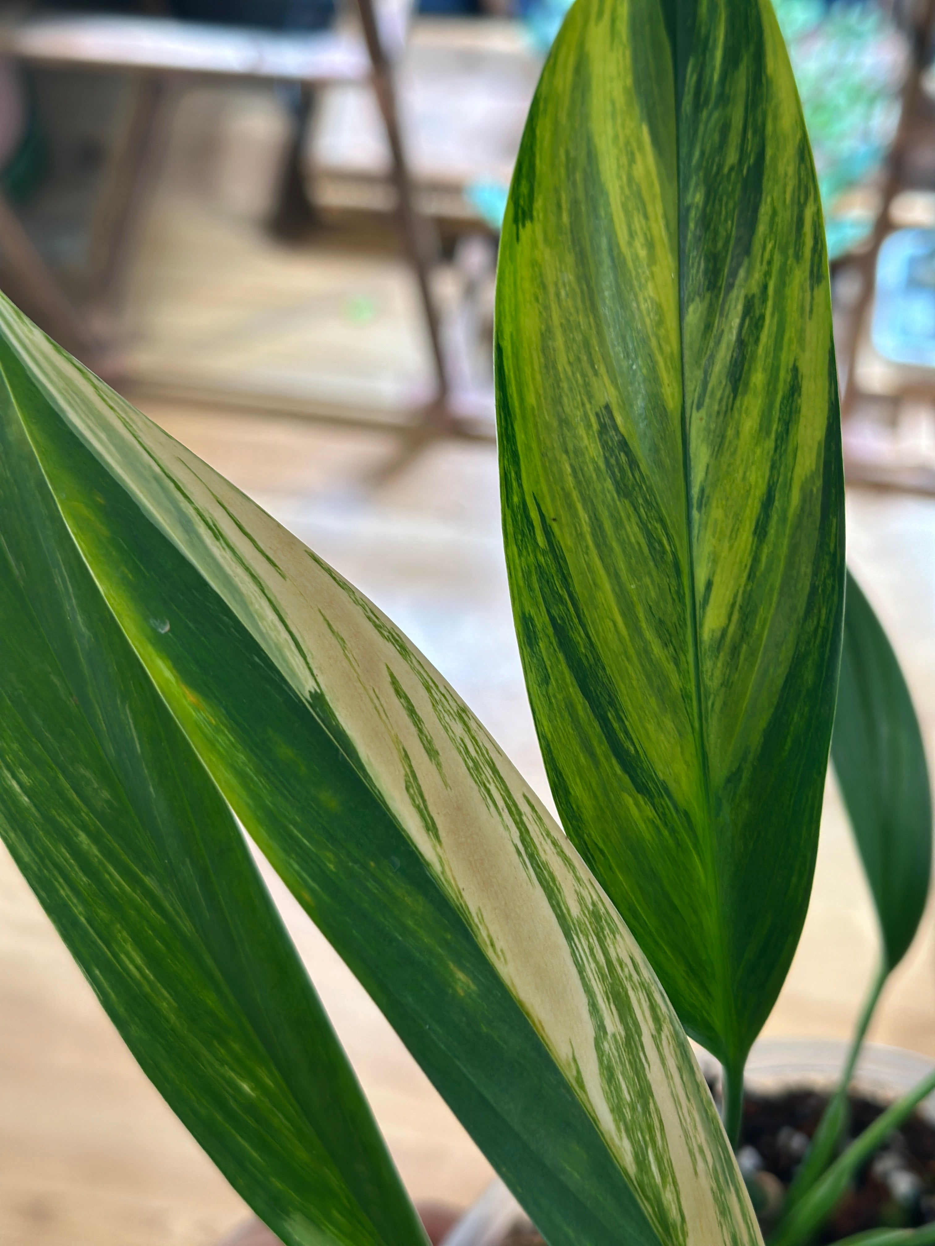 Epipremnum amplissimum ‘Aurea’ – Gold Variegated Amplissimum