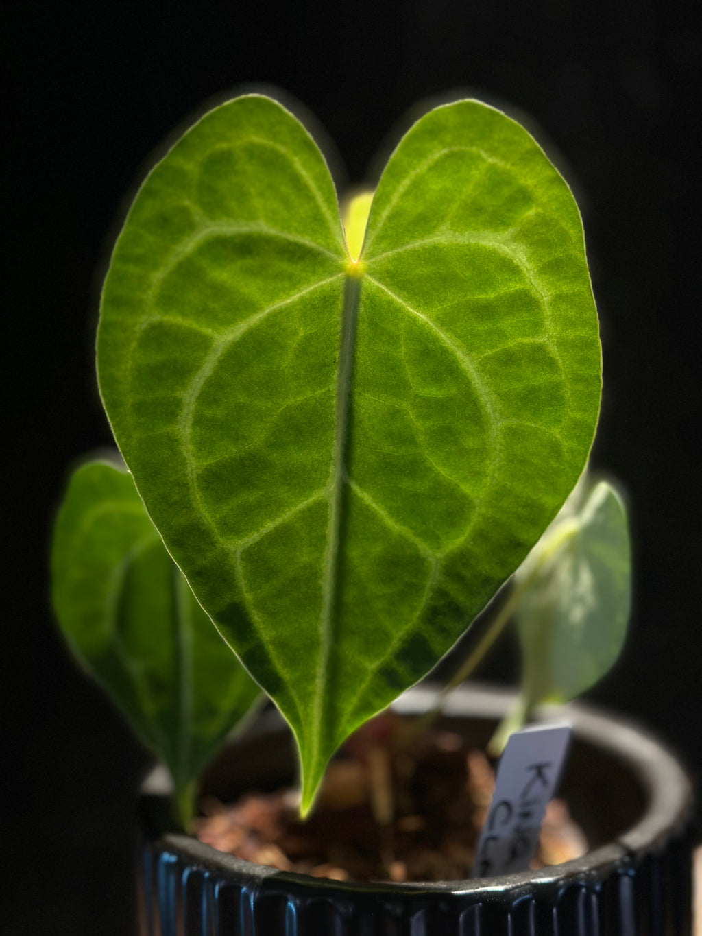 Anthurium King of Clarinervium