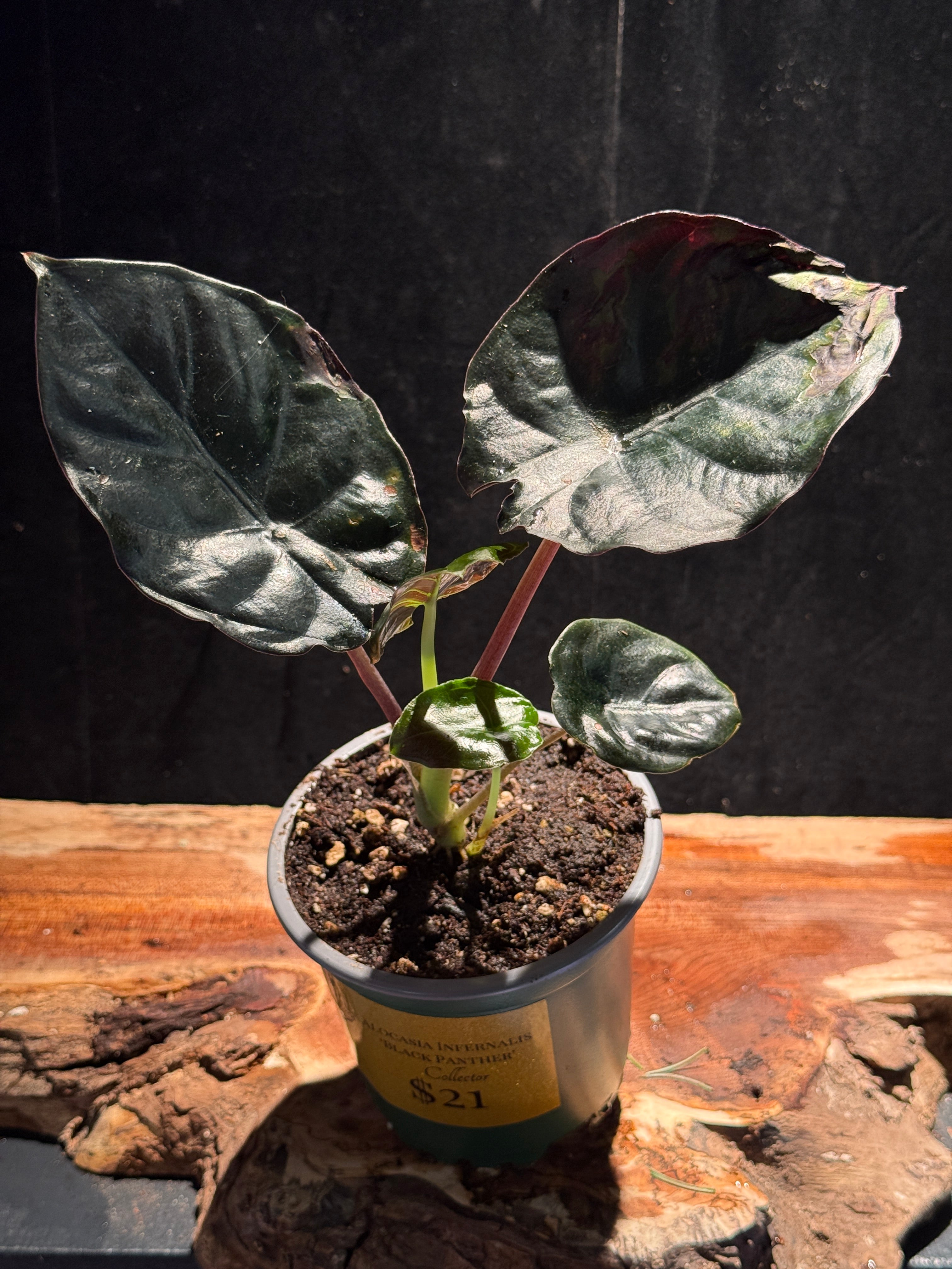 Alocasia infernalis ‘Black Panther’ | Rare Dark Jewel Alocasia