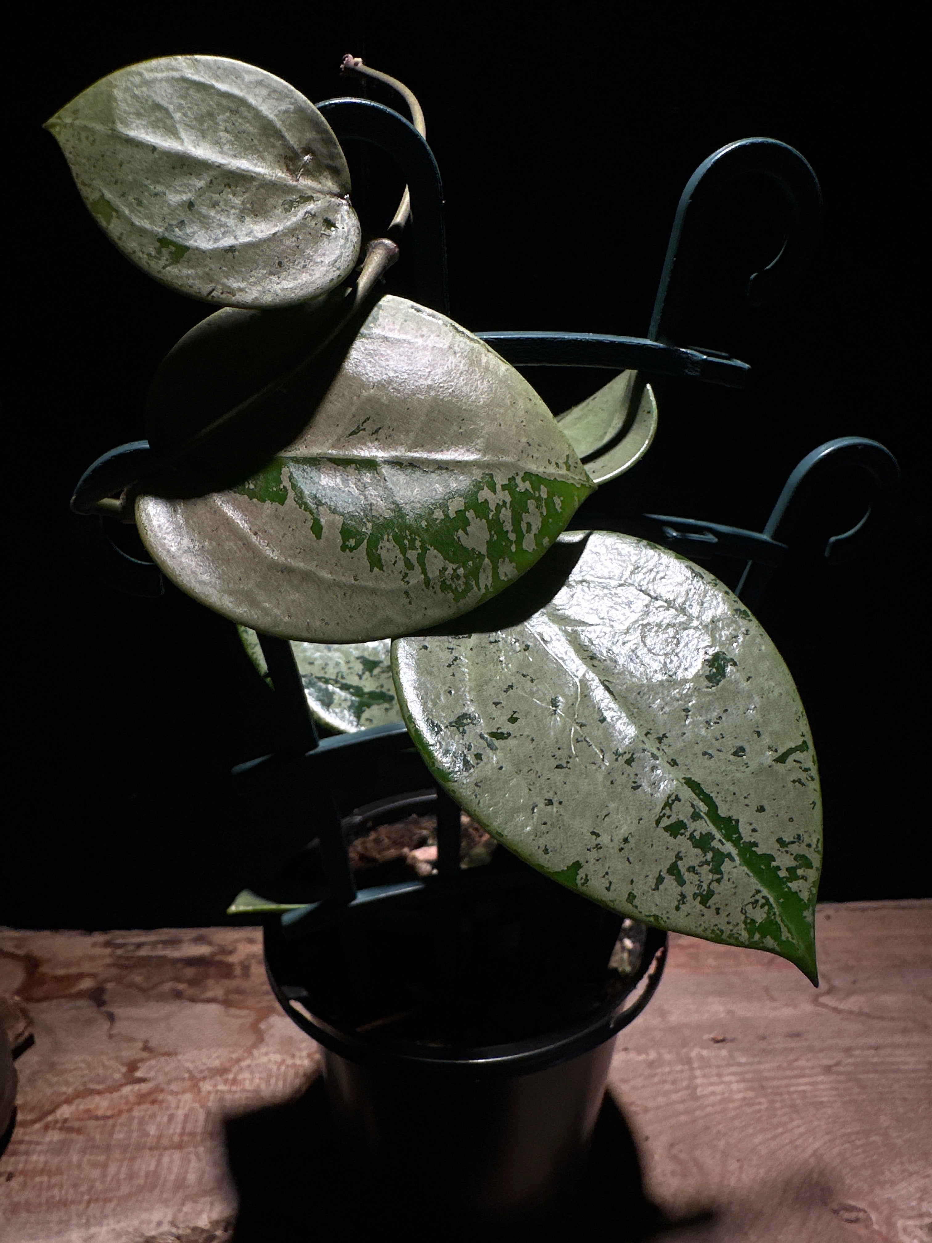 Hoya verticillata ‘Silver Heart’