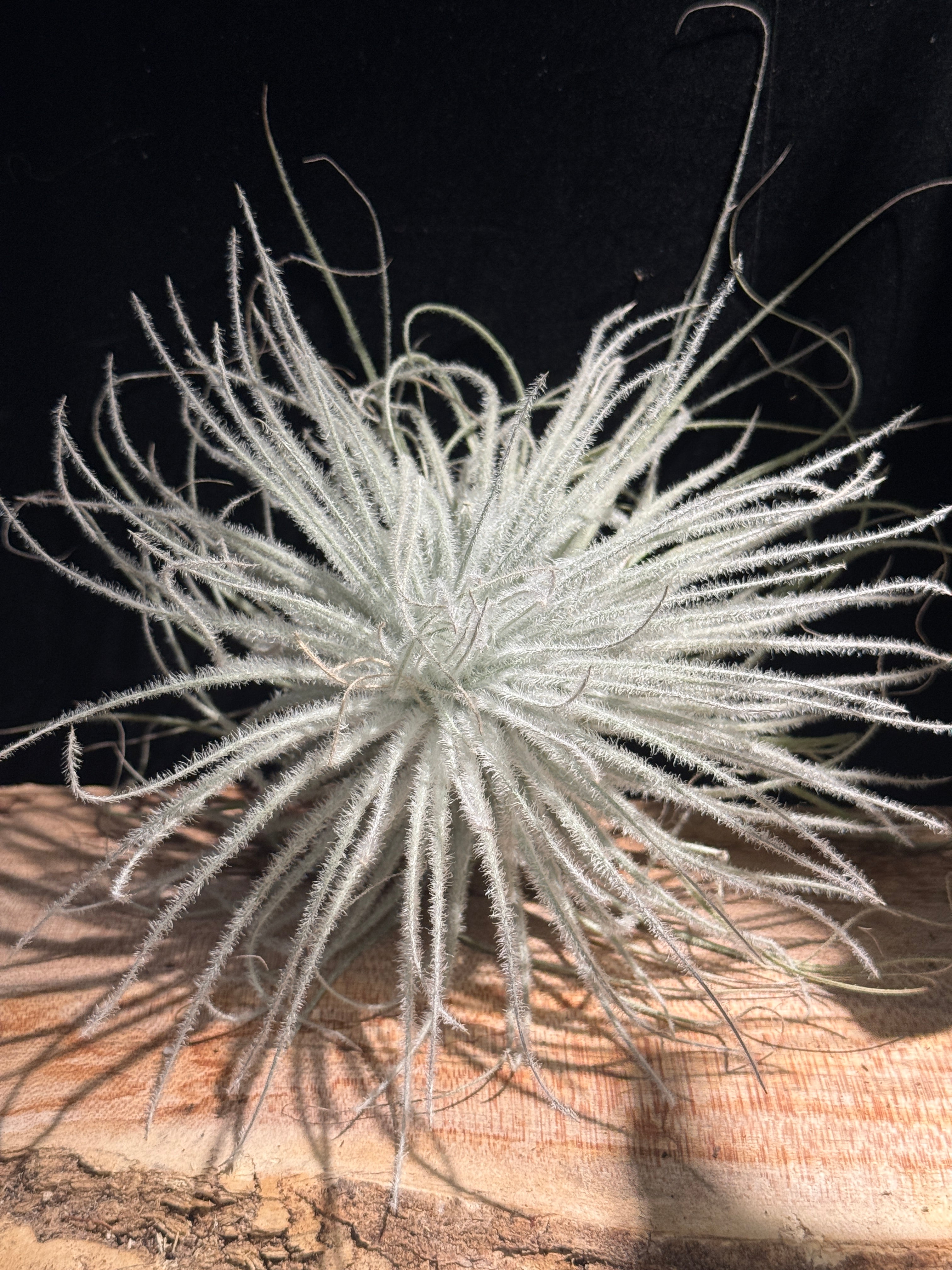 Tillandisa tectorum