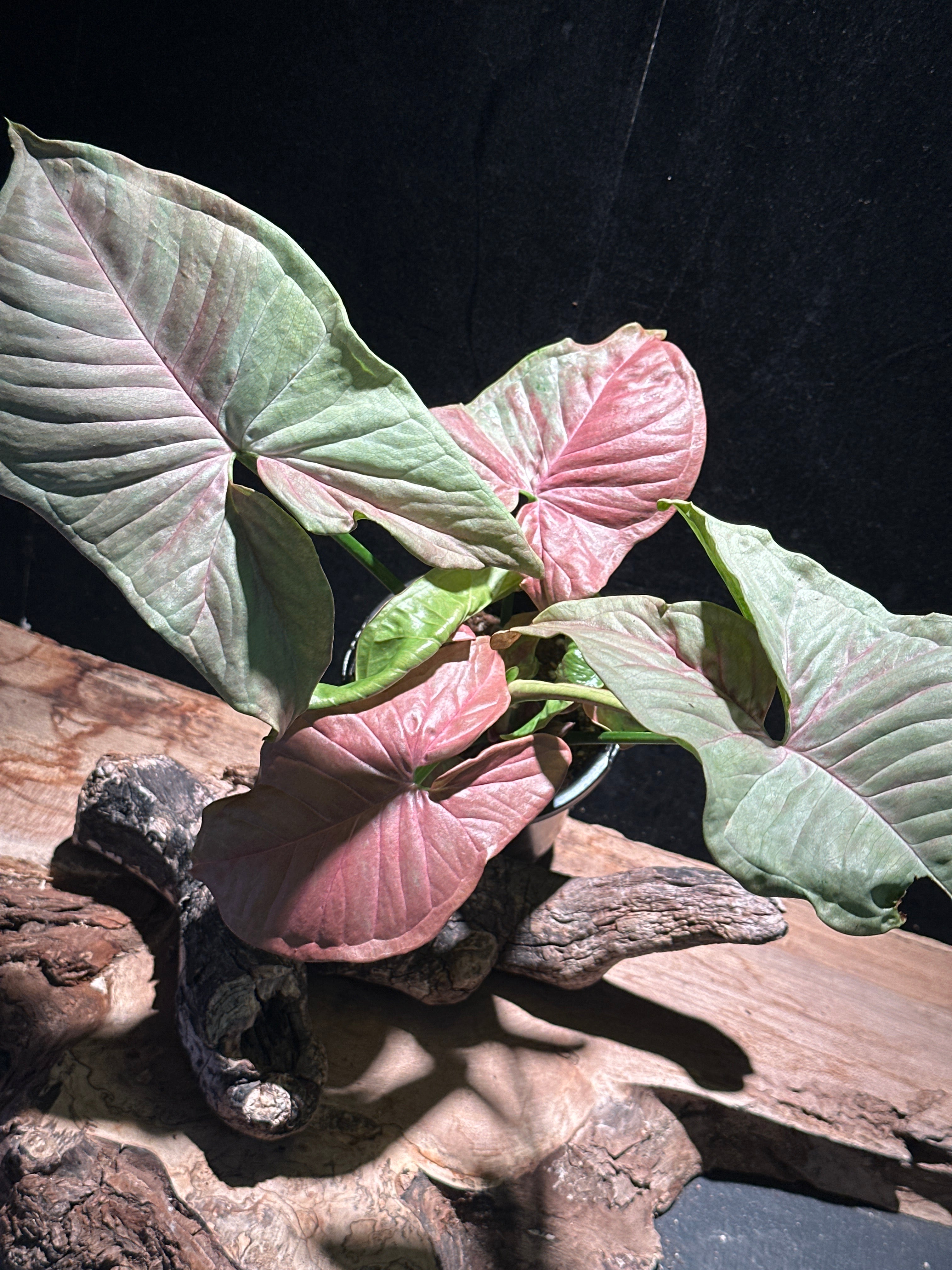Syngonium ‘Strawberry Shake’
