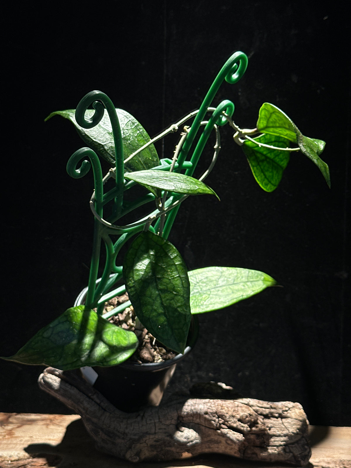 Hoya Germany on trellis