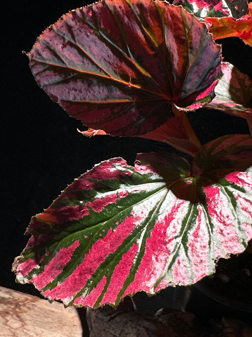Begonia brevirimosa ‘Exotica’ – Rare Metallic Pink Cane Begonia