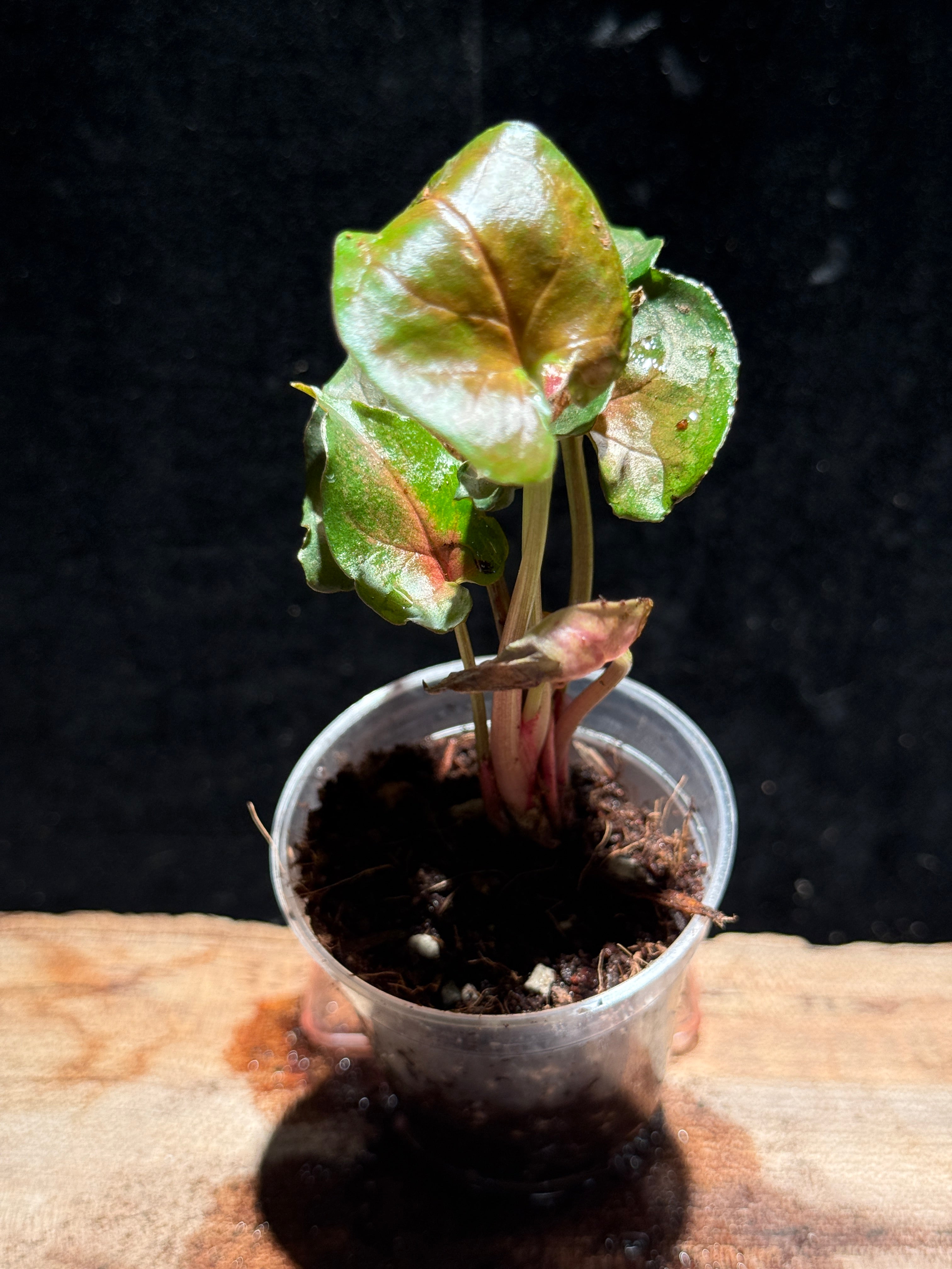 Syngonium ‘Plum Allusion’ – Arrowhead Vine Houseplant