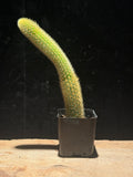 Golden Rat Tail Cactus | Cleistocactus winteri | Trailing Cactus