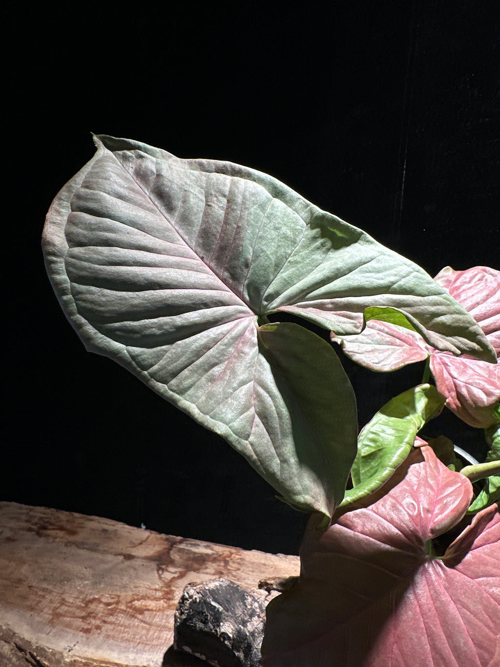 Syngonium ‘Strawberry Shake’