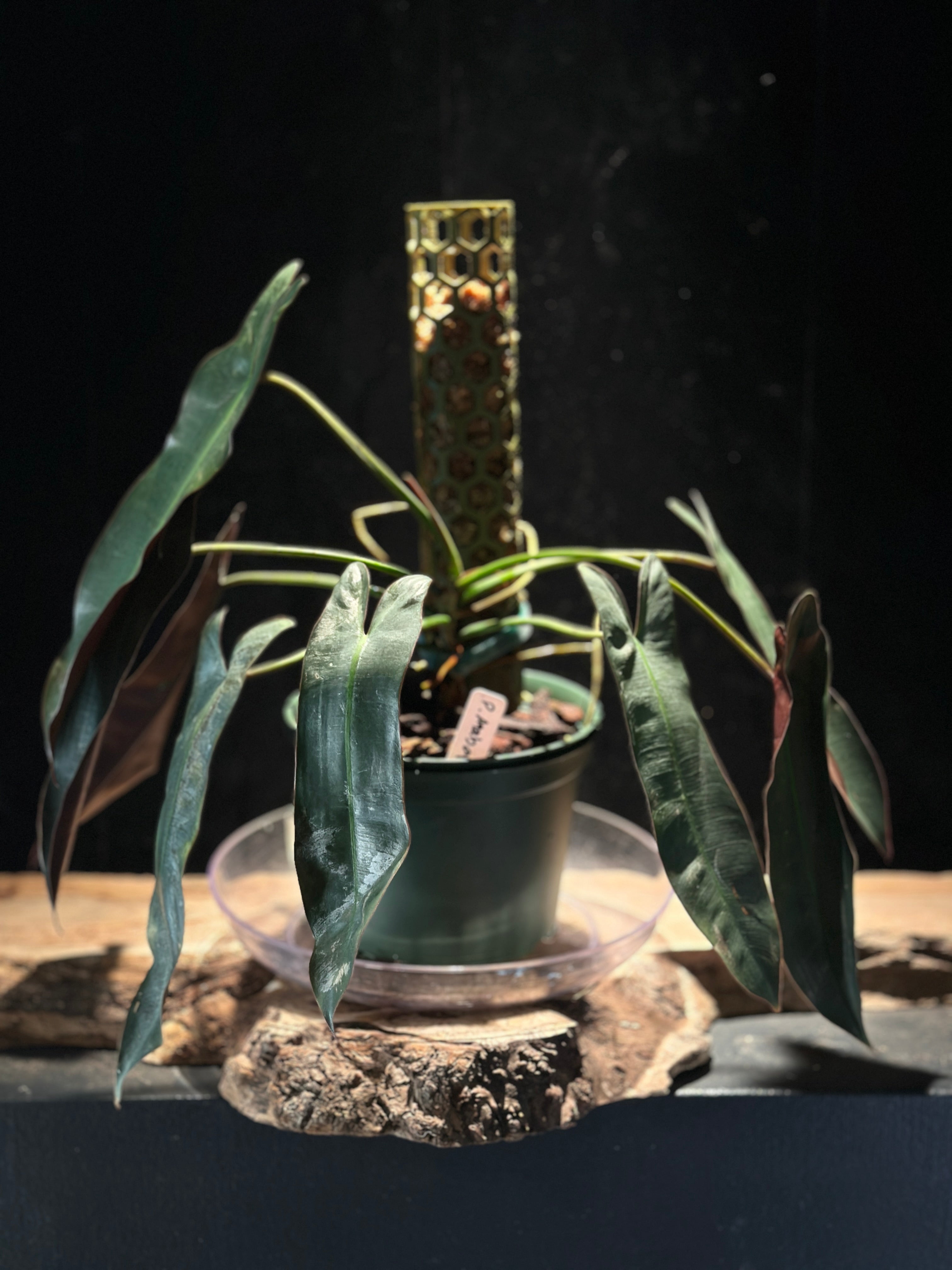Philodendron Atabapoense