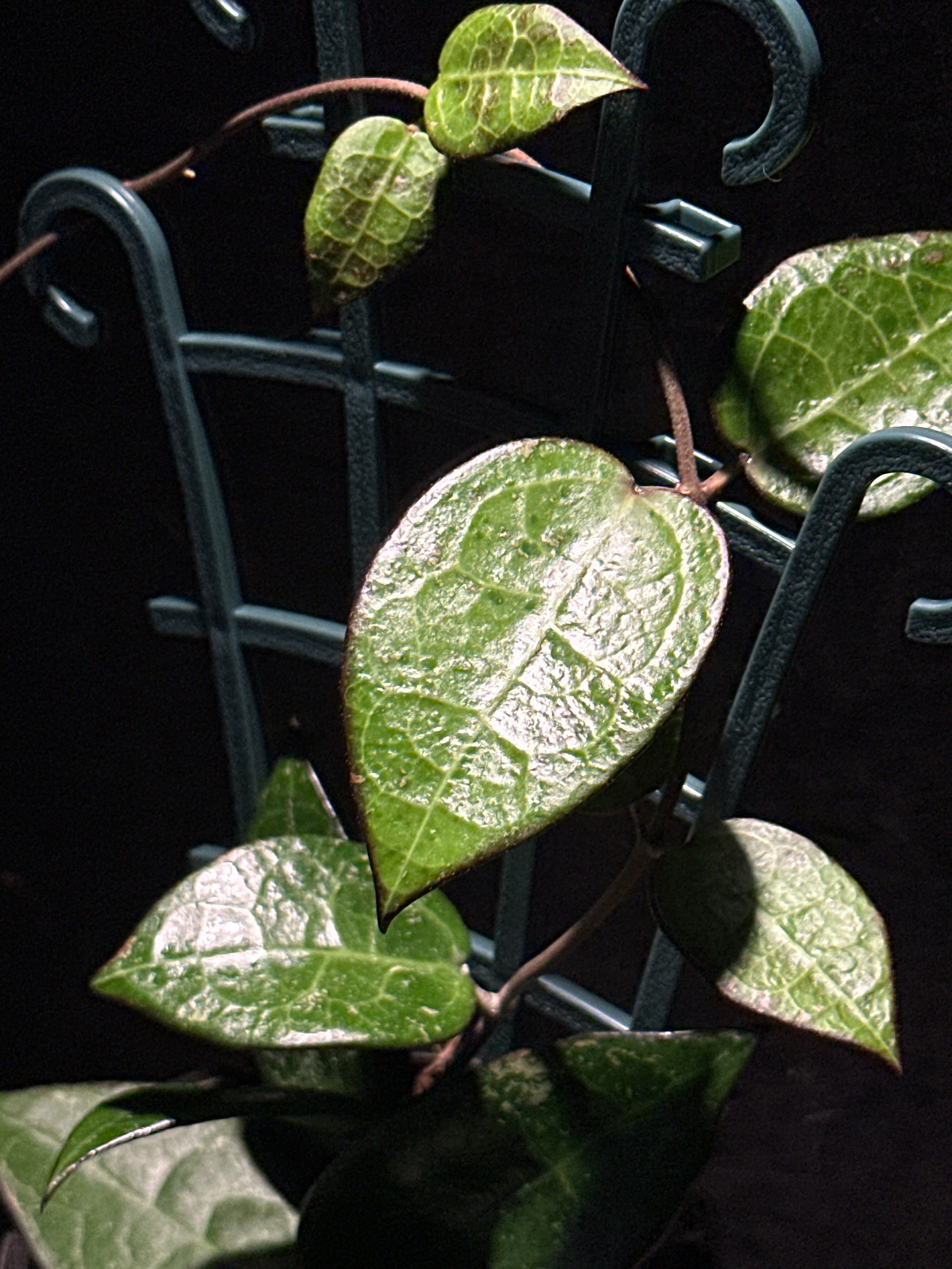 Hoya parasitica 'Black Margin'