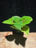 Moon Valley Pilea · Textured Friendship Plant
