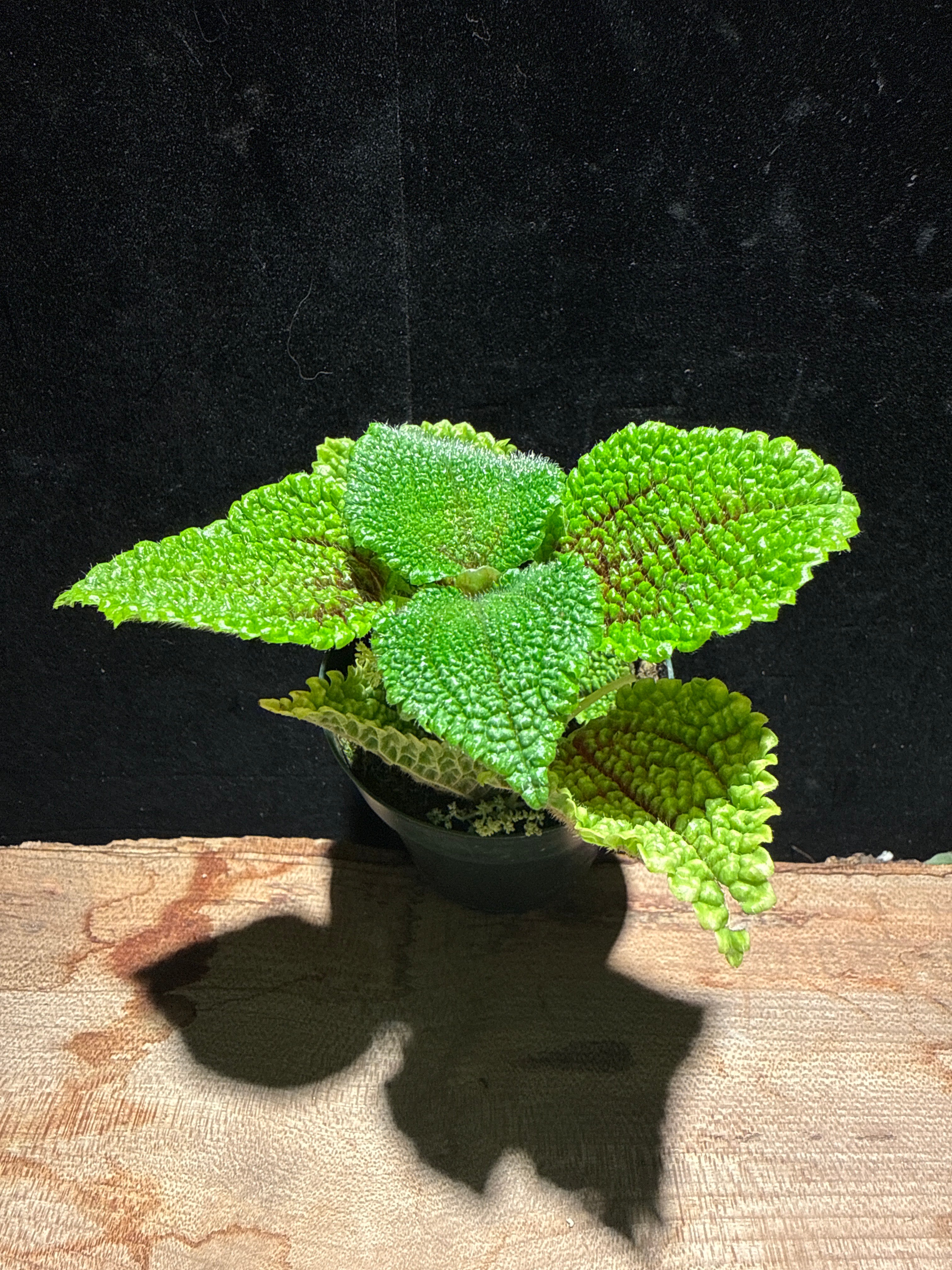 Moon Valley Pilea · Textured Friendship Plant