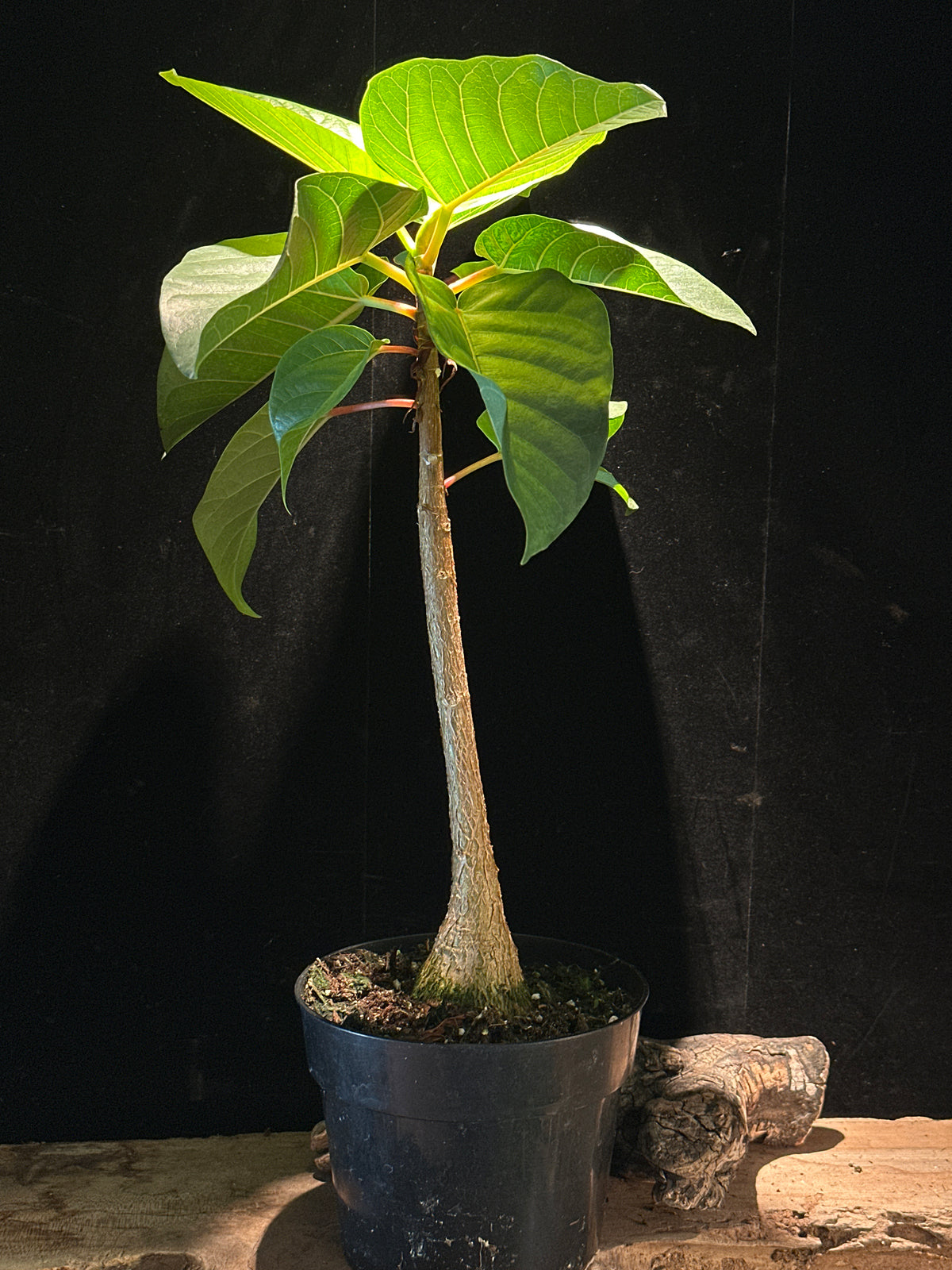 Ficus petiolaris - Petiolate Fig 6"