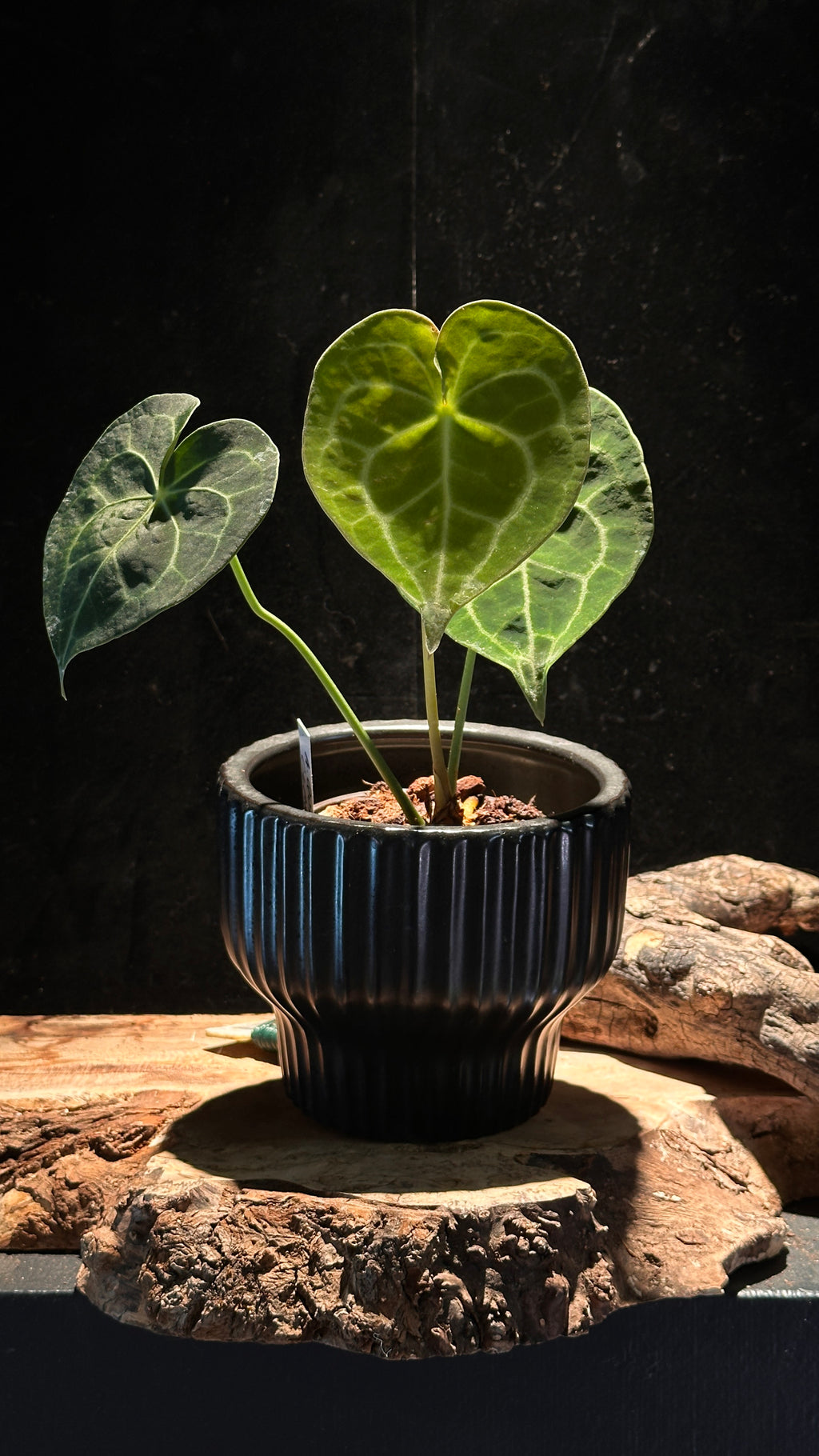 Anthurium Queen of Clarinervium