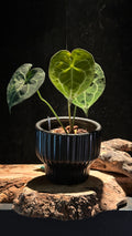 Anthurium Queen of Clarinervium