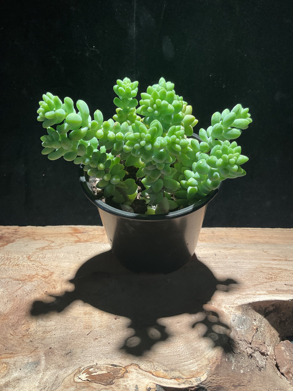 Sedum morganianum – Donkey’s Tail Succulent
