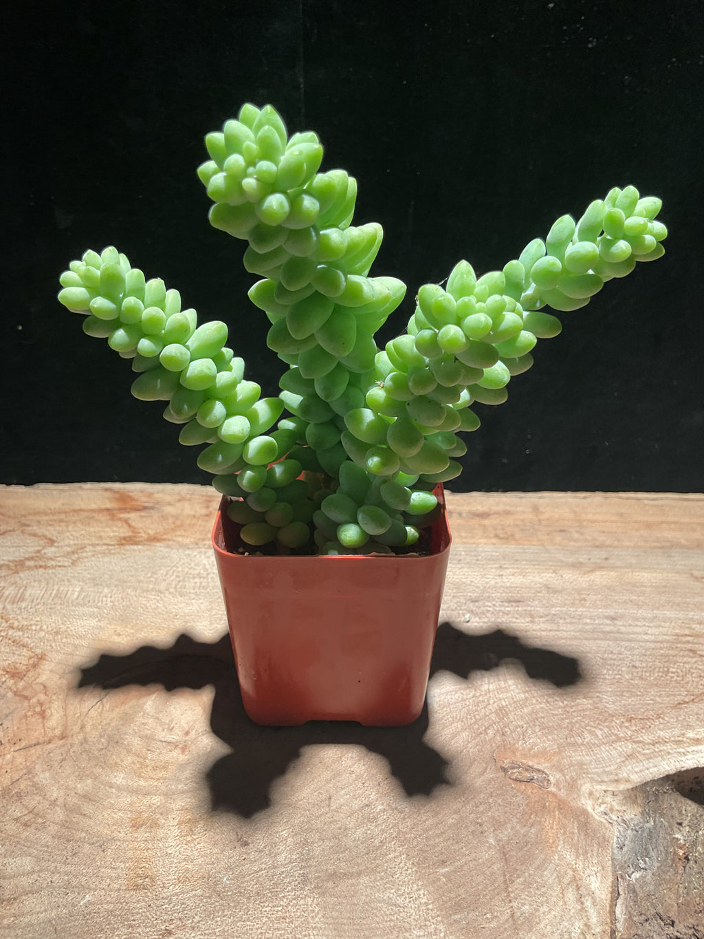 Sedum morganianum – Donkey’s Tail Succulent