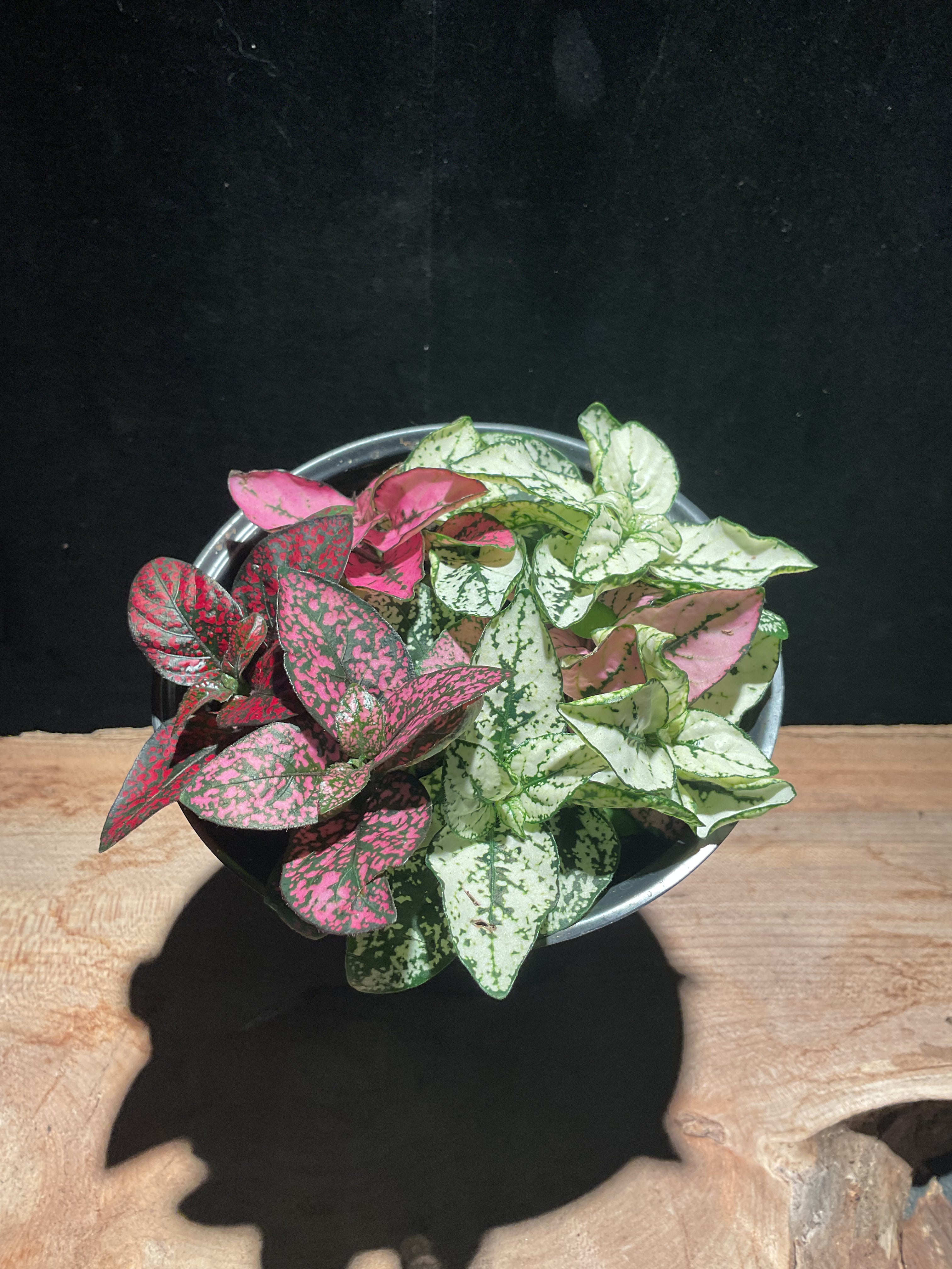 Hypoestes phyllostachya Multipot – Polka Dot Party