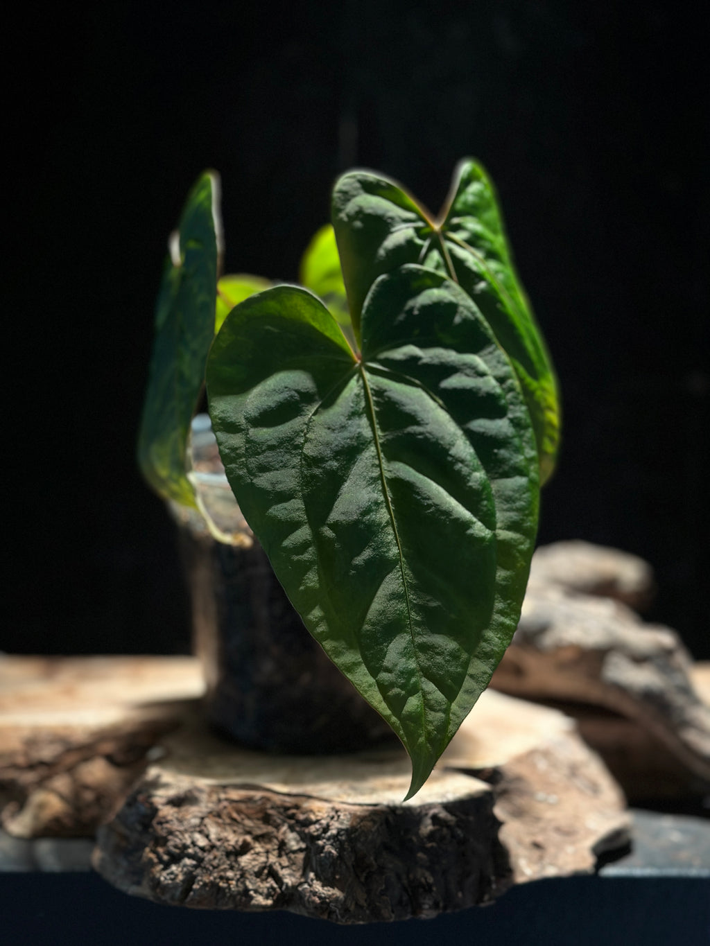 Anthurium 'Blood of Blue'