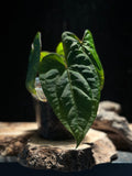 Anthurium 'Blood of Blue'