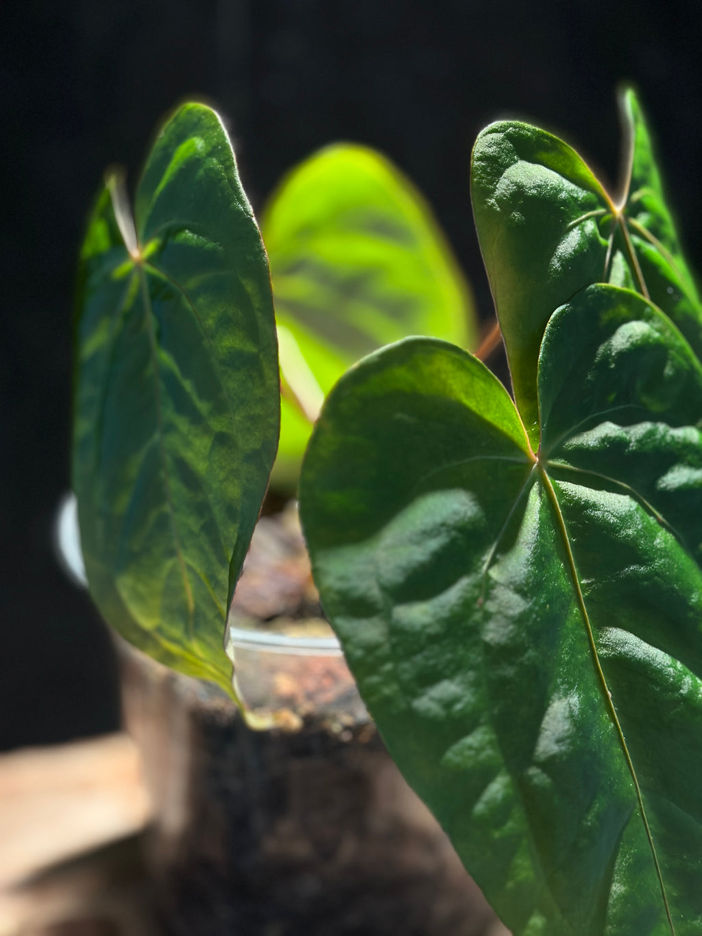 Anthurium 'Blood of Blue'
