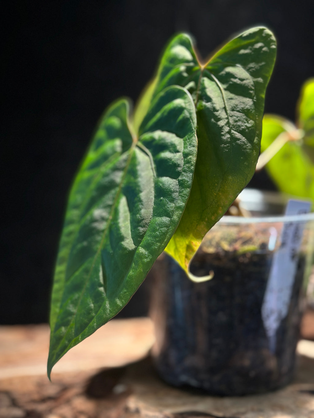 Anthurium 'Blood of Blue'