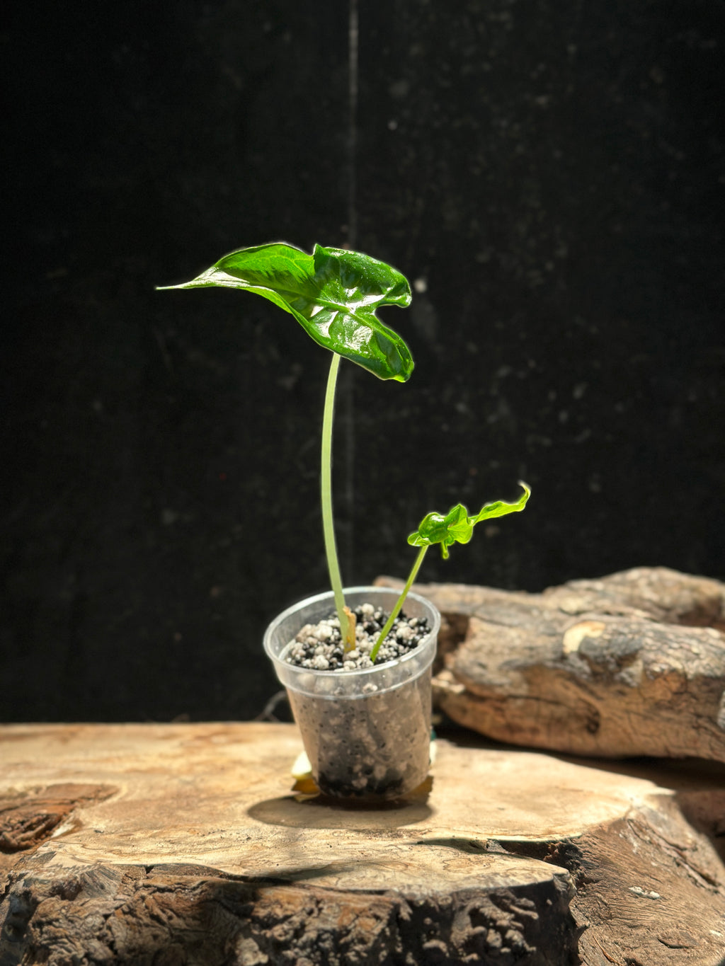 Alocasia Teletubbies