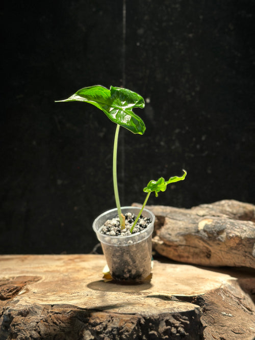 Alocasia Teletubbies