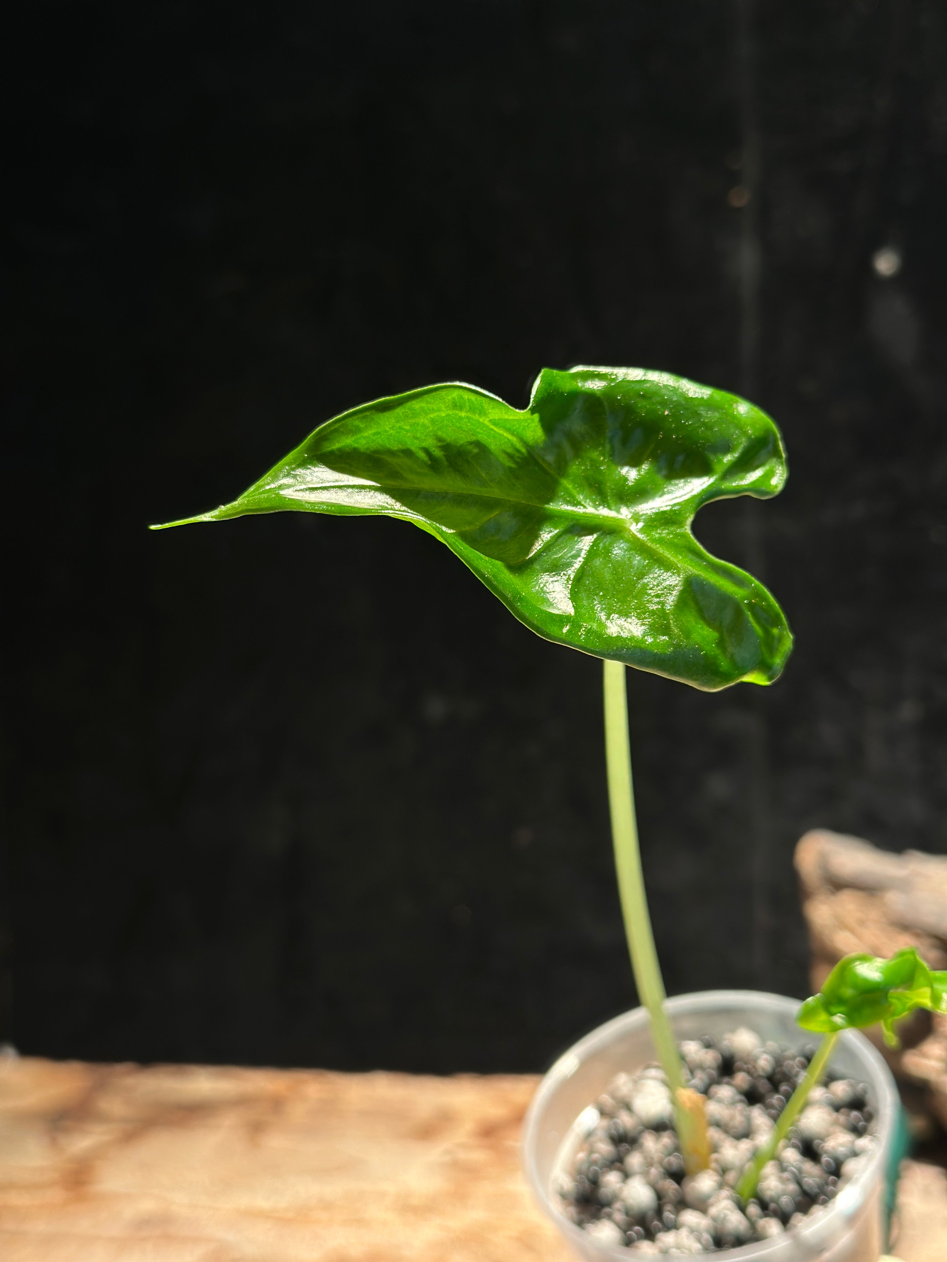 Alocasia Teletubbies