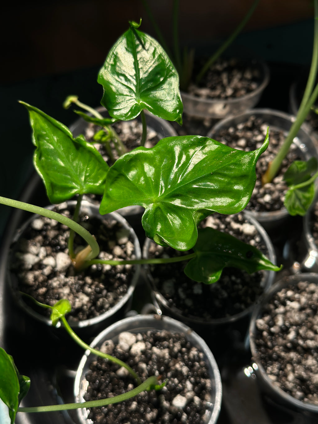 Alocasia Teletubbies