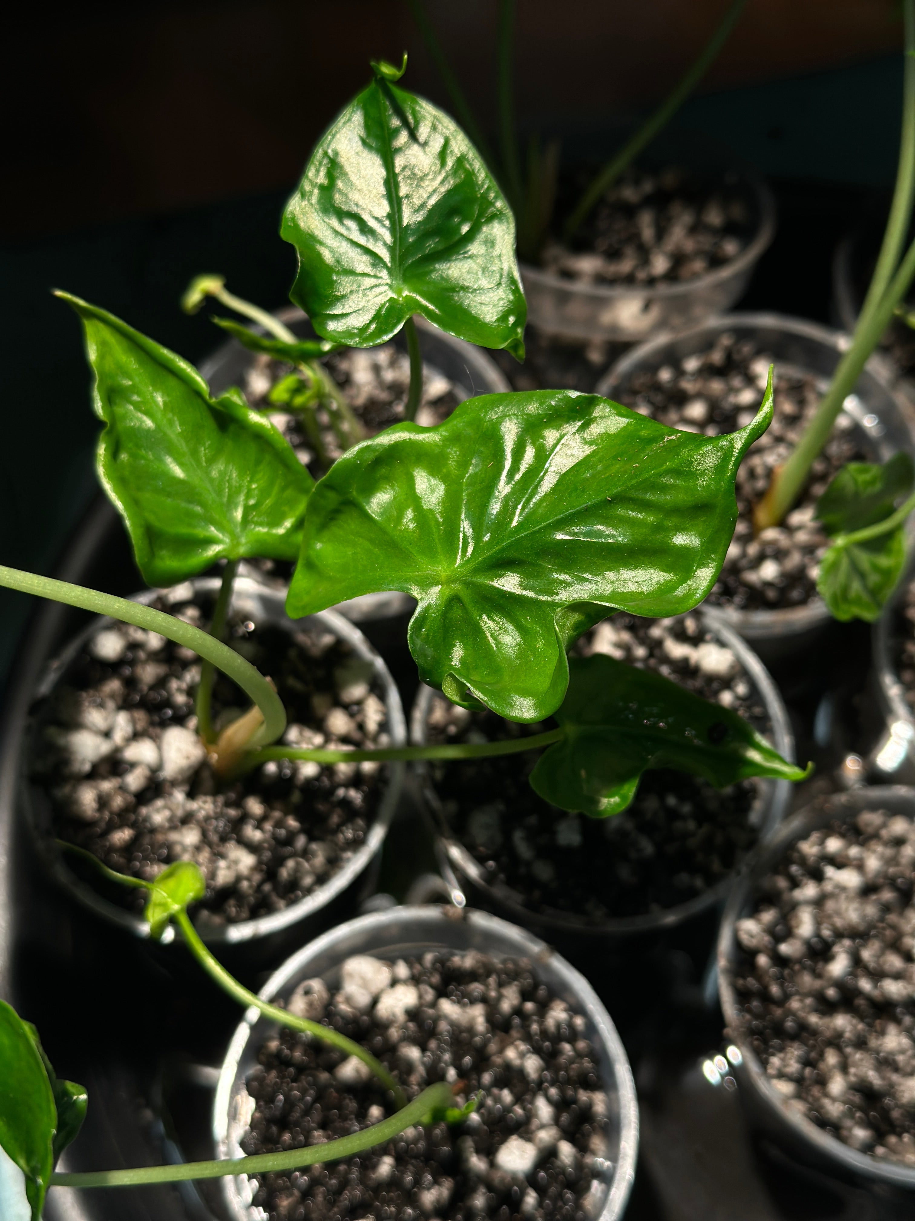 Alocasia Teletubbies