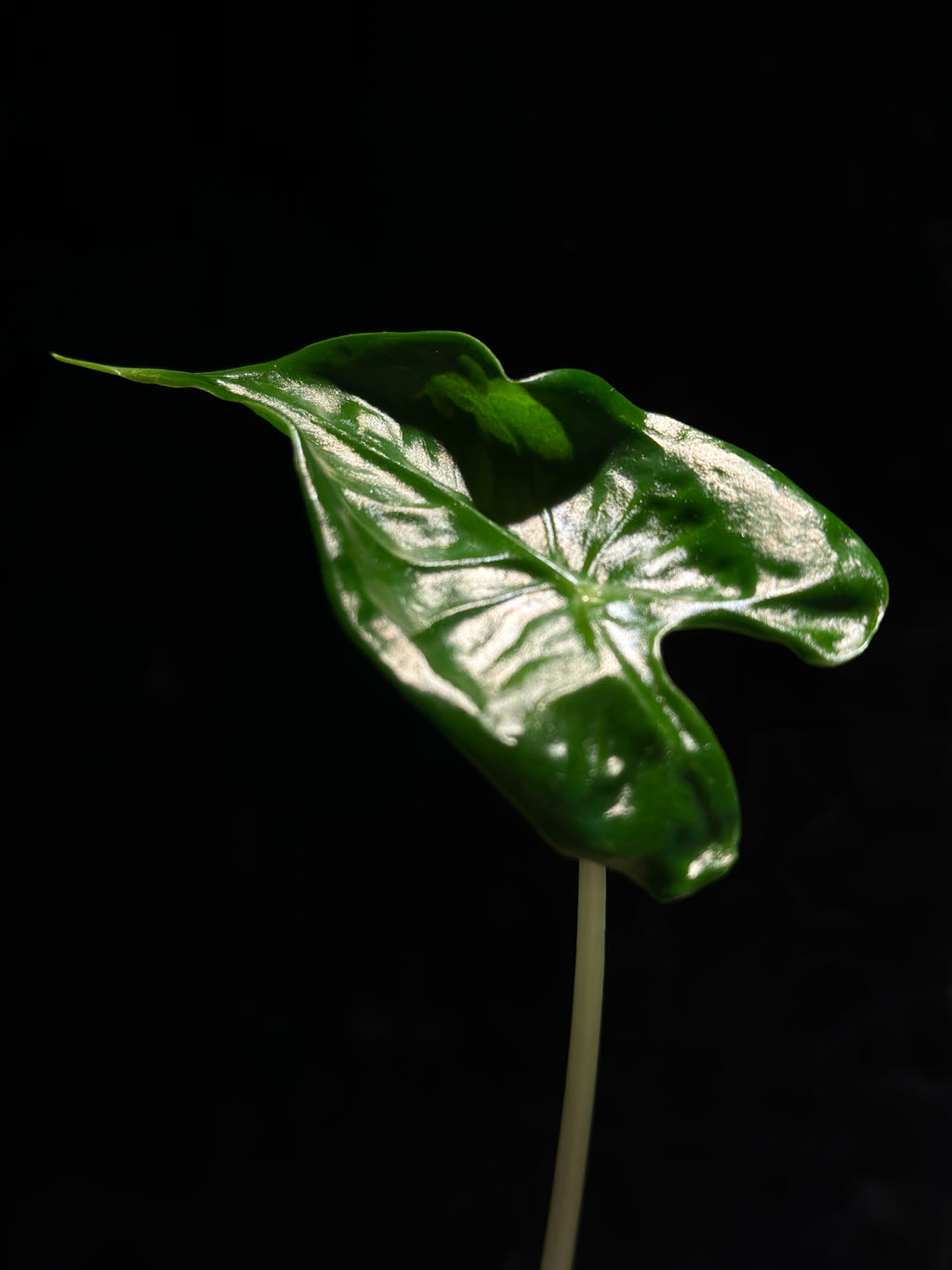 Alocasia Teletubbies