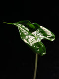 Alocasia Teletubbies