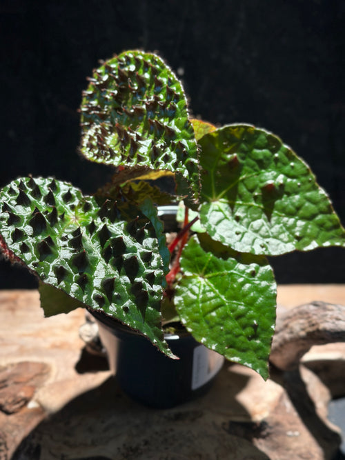 Begonia Ferox