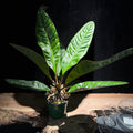 Anthurium 'Superbum'