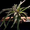 Platycerum bifurcatum