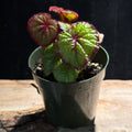 Begonia 'Fireflush'