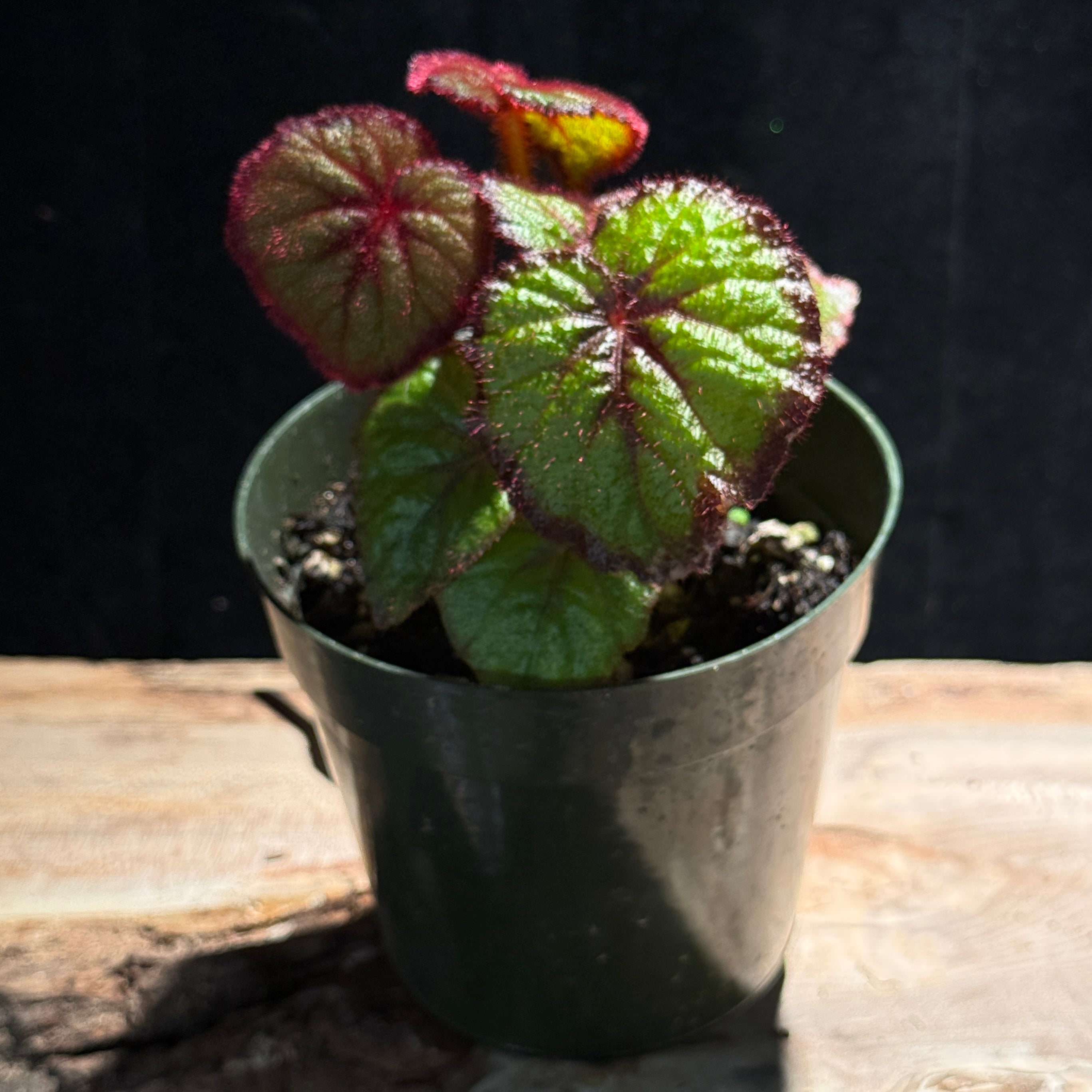 Begonia 'Fireflush'