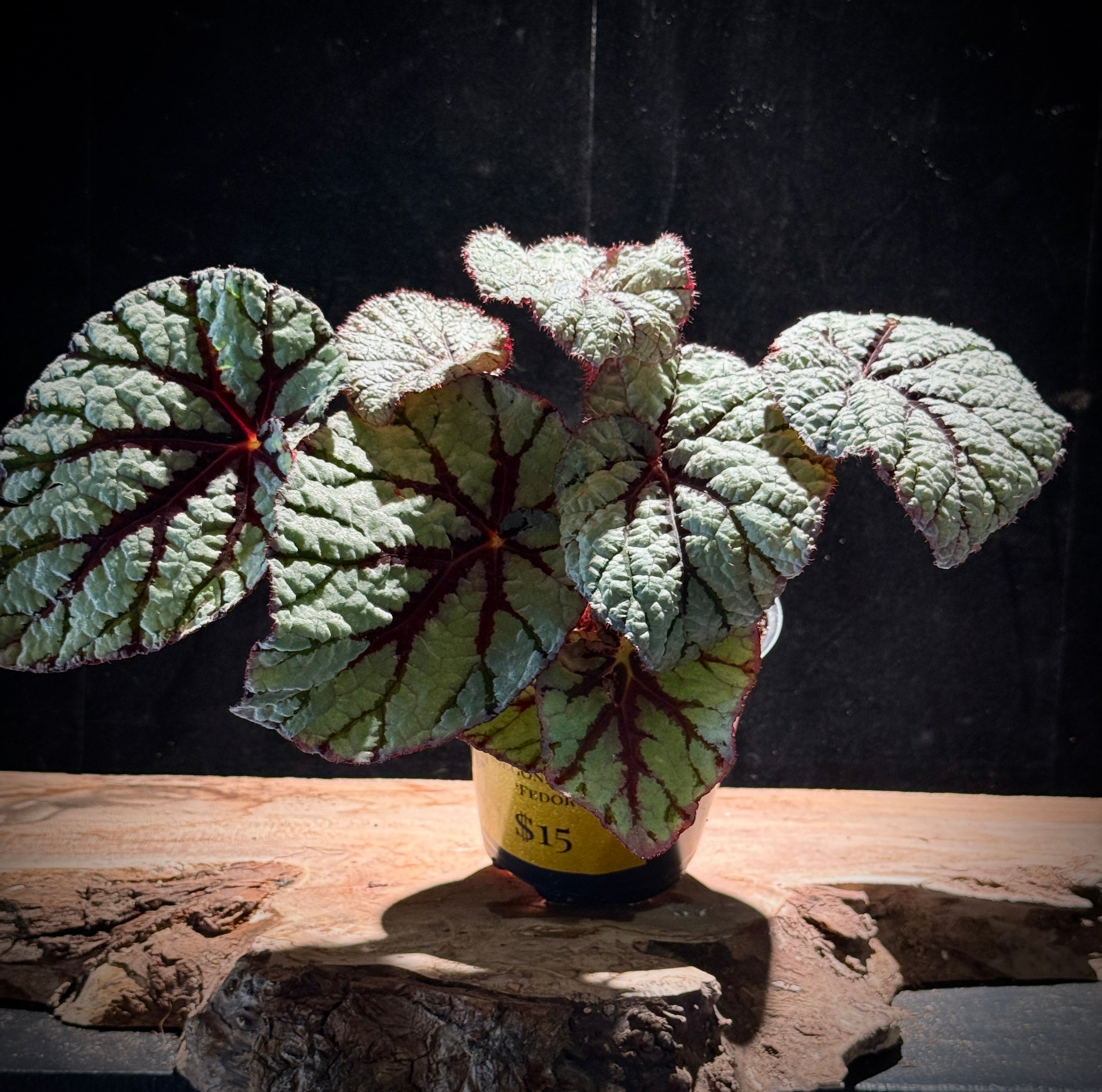 Begonia Rex 'Fedor'