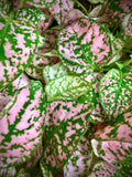 Pink Polka Dot Plant (Hypoestes)