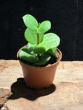 Peperomia ‘Hope’ – Trailing Coin Leaf Peperomia