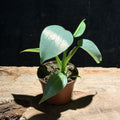 Philodendron hastatum ‘Silver Sword’ – Shimmery Climber