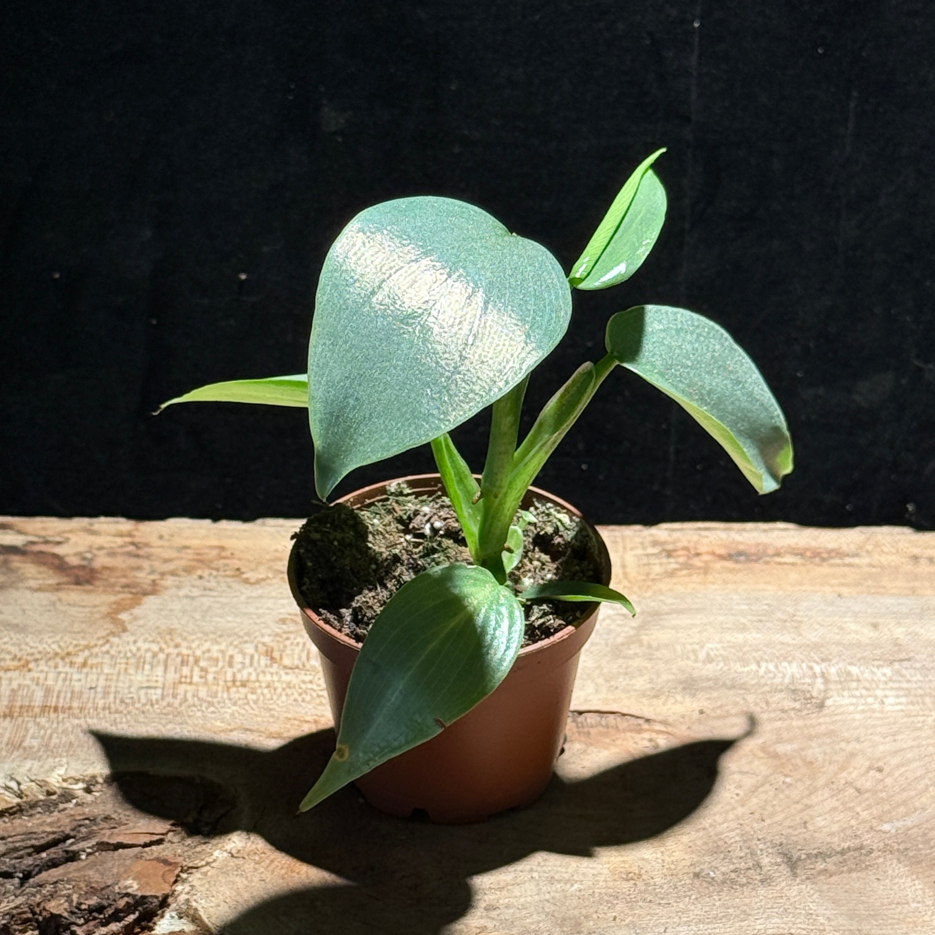 Philodendron hastatum ‘Silver Sword’ – Shimmery Climber