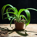 Chlorophytum comosum – Classic Spider Plant