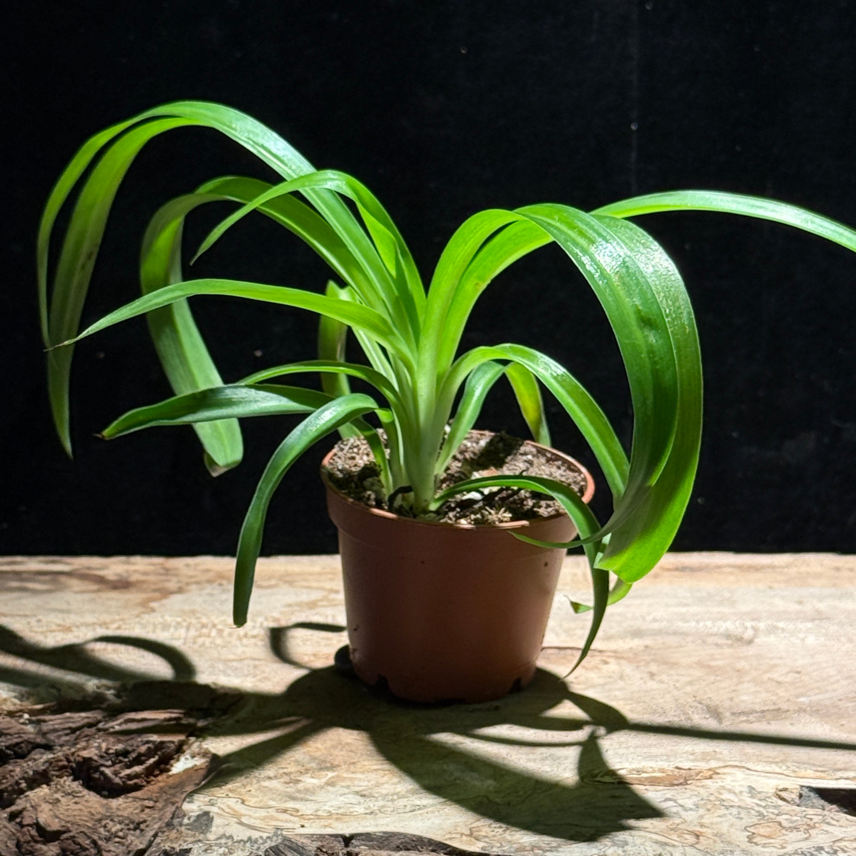 Chlorophytum comosum – Classic Spider Plant